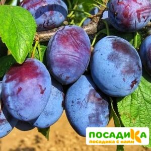 Слива Чачакская ранняя купить по цене от 229.00р. в интернет-магазине «Посадика» с доставкой почтой в в Нерехтае и по всей России – [изображение №1].