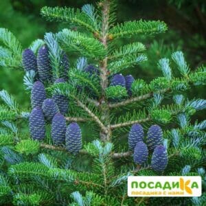 Пихта корейская (Abies koreana) купить по цене от 450.00р. в интернет-магазине «Посадика» с доставкой почтой в в Нерехтае и по всей России – [изображение №1].