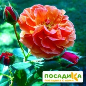 Роза Арабия купить по цене от 350.00р. в интернет-магазине «Посадика» с доставкой почтой в в Нерехтае и по всей России – [изображение №1].