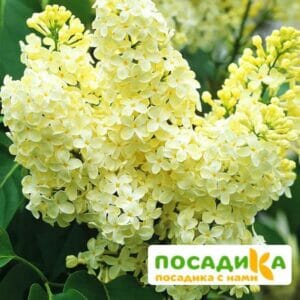 Сирень Примроуз (Primrose) купить по цене от 529.00р. в интернет-магазине «Посадика» с доставкой почтой в в Нерехтае и по всей России – [изображение №1].