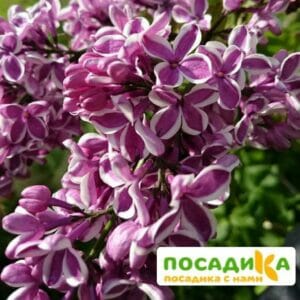 Сирень Сенсация купить по цене от 529.00р. в интернет-магазине «Посадика» с доставкой почтой в в Нерехтае и по всей России – [изображение №1].