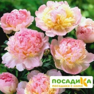 Пион Распберри Сандей (Paeonia Raspberry Sundae) купить по цене от 959р. в интернет-магазине «Посадика» с доставкой почтой в в Нерехтае и по всей России – [изображение №1].