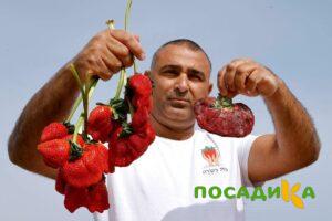 Клубника Гигант Джорнея купить по цене от 266р. в интернет-магазине «Посадика» с доставкой почтой в в Нерехтае и по всей России – [изображение №1].