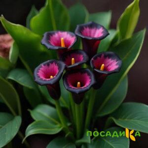 Калла Аура Лейс купить по цене от 400р. в интернет-магазине «Посадика» с доставкой почтой в в Нерехтае и по всей России – [изображение №1].