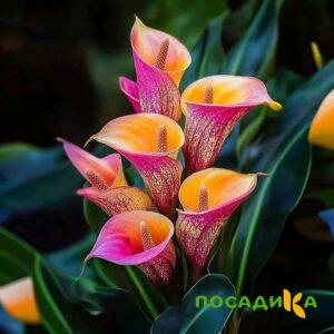 Калла Оникс купить по цене от 450р. в интернет-магазине «Посадика» с доставкой почтой в в Нерехтае и по всей России – [изображение №1].
