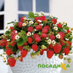 Клубника Рубиновый Шепот (горшечная) купить по цене от 240р. в интернет-магазине «Посадика» с доставкой почтой в в Нерехтае и по всей России – [изображение №1].
