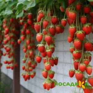 Клубника вьющаяся Комплимент купить по цене от 470р. в интернет-магазине «Посадика» с доставкой почтой в в Нерехтае и по всей России – [изображение №1].