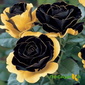 Роза Ханни Сикл купить по цене от 700р. в интернет-магазине «Посадика» с доставкой почтой в в Нерехтае и по всей России – [изображение №1].
