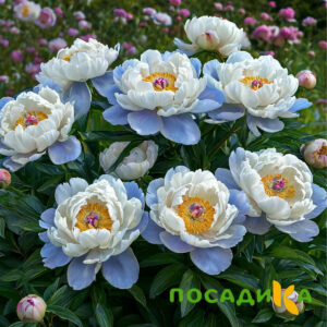 Пион акварельный Этюд купить по цене от 806р. в интернет-магазине «Посадика» с доставкой почтой в в Нерехтае и по всей России – [изображение №1].