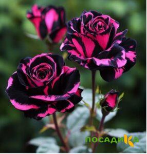 Роза Багровый Шепот купить по цене от 366р. в интернет-магазине «Посадика» с доставкой почтой в в Нерехтае и по всей России – [изображение №1].