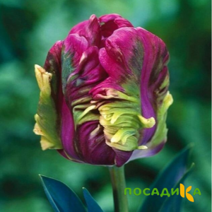 Тюльпан Экзотик Хэвен купить по цене от 186р. в интернет-магазине «Посадика» с доставкой почтой в в Нерехтае и по всей России – [изображение №1].