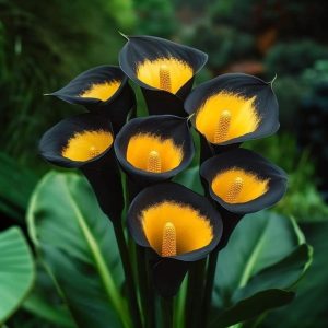 Калла Легато купить по цене от 620р. в интернет-магазине «Посадика» с доставкой почтой в в Нерехтае и по всей России – [изображение №1].