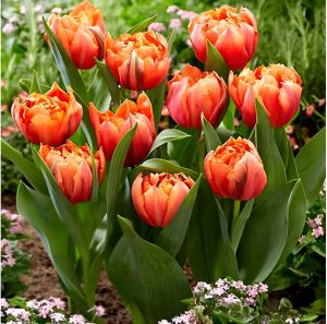 Тюльпан Гудошник Дабл купить по цене от 185р. в интернет-магазине «Посадика» с доставкой почтой в в Нерехтае и по всей России – [изображение №1].