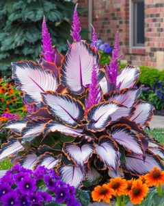 Хоста Кримэн Дрим купить по цене от 549р. в интернет-магазине «Посадика» с доставкой почтой в в Нерехтае и по всей России – [изображение №1].