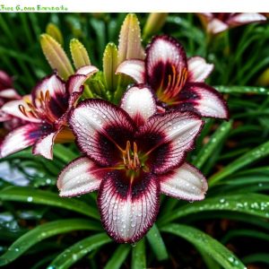 Лилейник Крим Сикл купить по цене от 799р. в интернет-магазине «Посадика» с доставкой почтой в в Нерехтае и по всей России – [изображение №1].