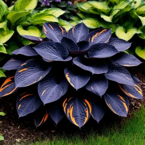 Хоста Умбра купить по цене от 349р. в интернет-магазине «Посадика» с доставкой почтой в в Нерехтае и по всей России – [изображение №1].