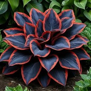 Хоста Солнечный Агат купить по цене от 440р. в интернет-магазине «Посадика» с доставкой почтой в в Нерехтае и по всей России – [изображение №1].