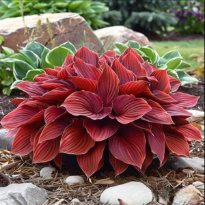 Хоста Малыш Шедевр купить по цене от 421р. в интернет-магазине «Посадика» с доставкой почтой в в Нерехтае и по всей России – [изображение №1].