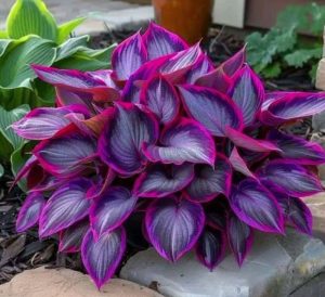 Хоста Сикрет Гарденс купить по цене от 549р. в интернет-магазине «Посадика» с доставкой почтой в в Нерехтае и по всей России – [изображение №1].